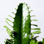 Cowboycactus Euphorbia detail